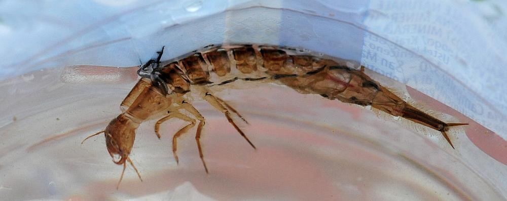 Chirocephalus cfr. diaphanus